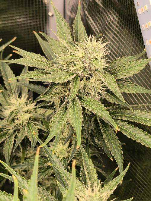 Dank'n Exotic Nugz!. Week 10