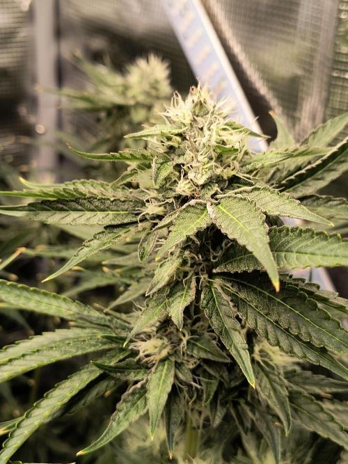 Dank'n Exotic Nugz!. Week 10