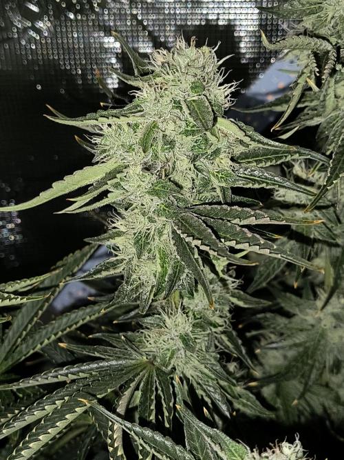 Dank'n Exotic Nugz!. Week 11