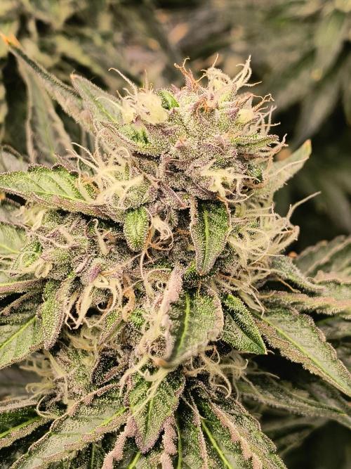 Dank'n Exotic Nugz!. Week 11