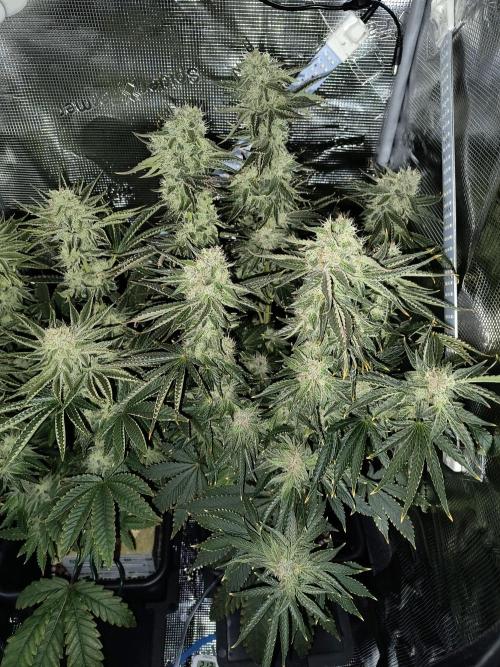 Dank'n Exotic Nugz!. Week 12