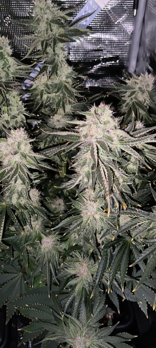 Dank'n Exotic Nugz!