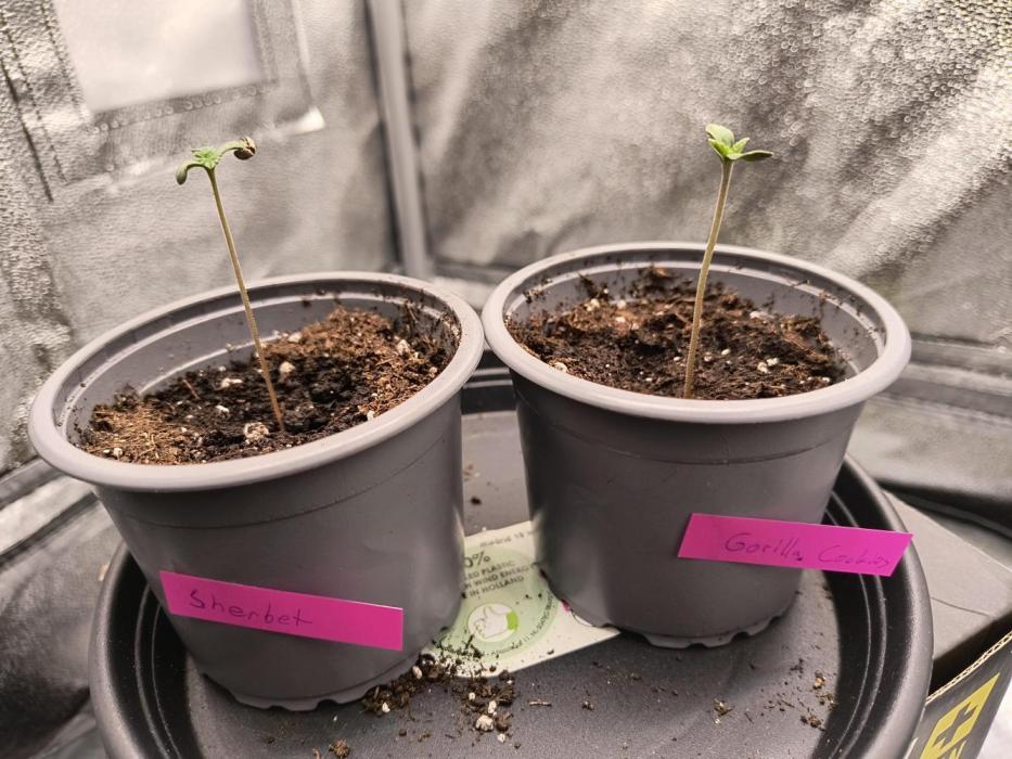 Fast Flowering Gorilla Cookies Run. Week 0