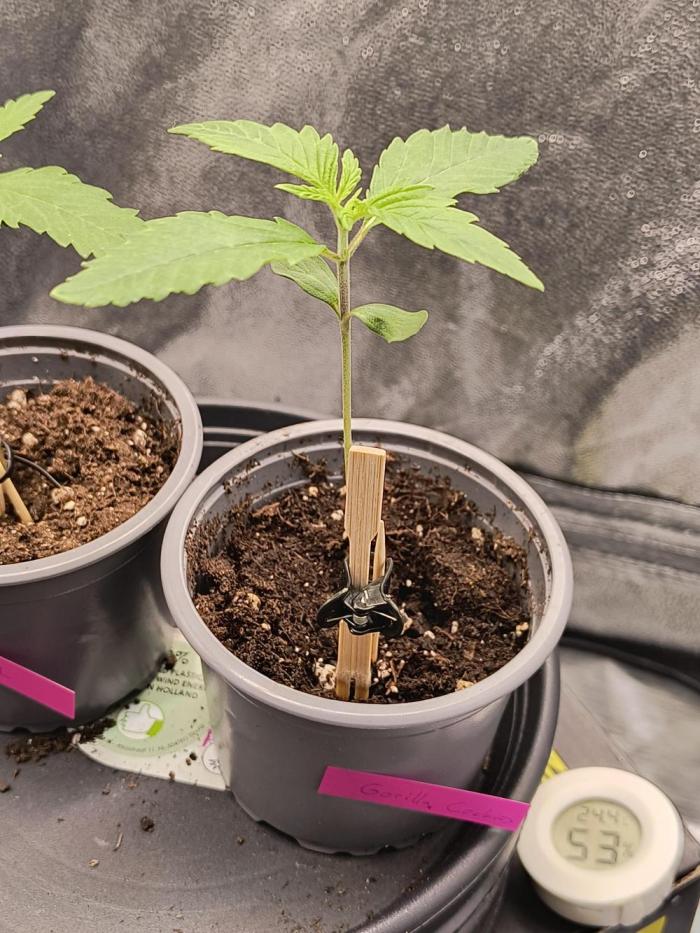 Fast Flowering Gorilla Cookies Run. Week 1