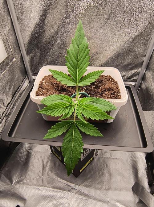 Fast Flowering Gorilla Cookies Run. Week 2