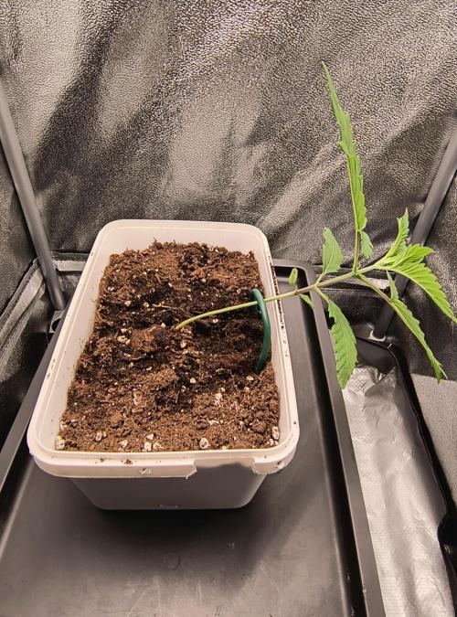 Fast Flowering Gorilla Cookies Run. Week 2