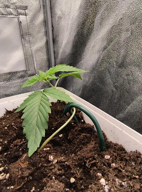 Fast Flowering Gorilla Cookies Run. Week 2