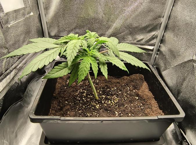Fast Flowering Gorilla Cookies Run. Week 3