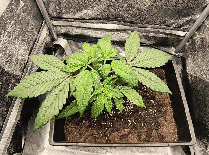 Fast Flowering Gorilla Cookies Run. Week 3