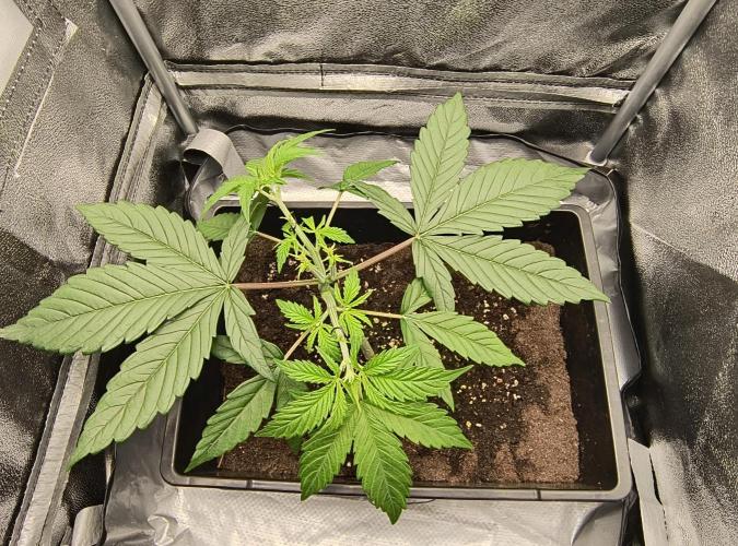 Fast Flowering Gorilla Cookies Run. Week 4