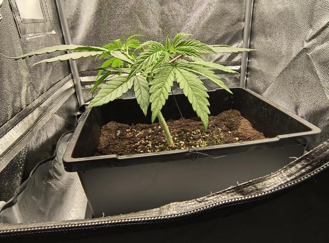 Fast Flowering Gorilla Cookies Run. Week 4