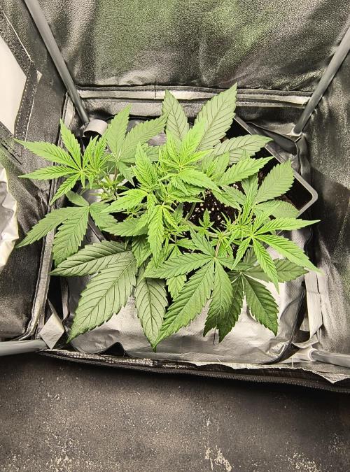 Fast Flowering Gorilla Cookies Run. Week 5