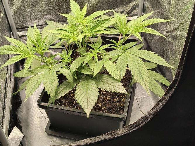 Fast Flowering Gorilla Cookies Run. Week 6