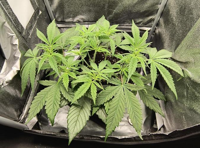 Fast Flowering Gorilla Cookies Run. Week 7