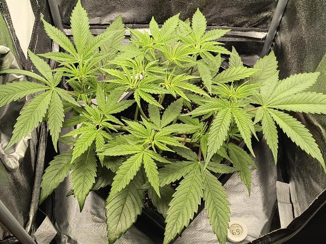 Fast Flowering Gorilla Cookies Run. Week 7