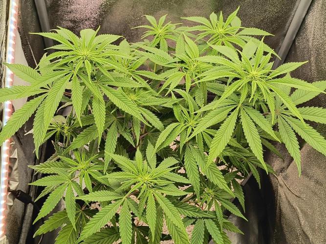 Fast Flowering Gorilla Cookies Run. Week 8