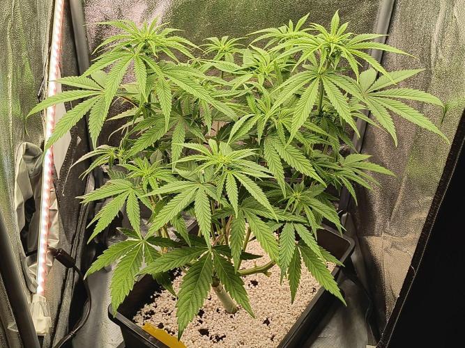 Fast Flowering Gorilla Cookies Run. Week 9