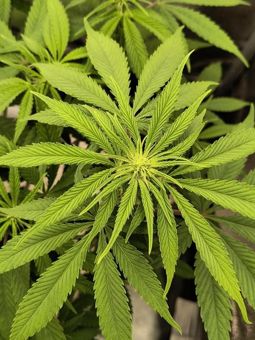 Fast Flowering Gorilla Cookies Run. Week 9