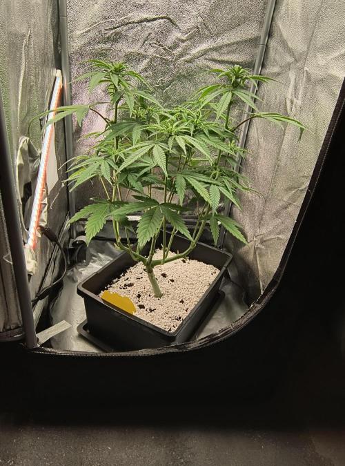 Fast Flowering Gorilla Cookies Run. Week 9