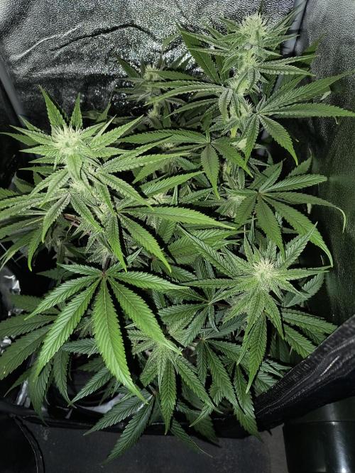 Fast Flowering Gorilla Cookies Run. Week 10