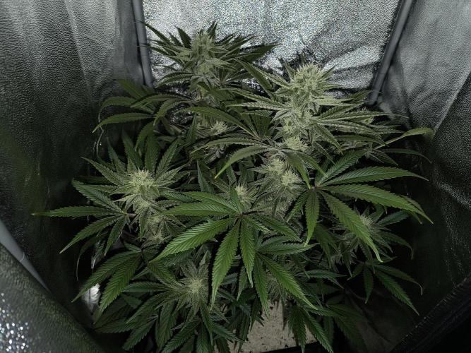 Fast Flowering Gorilla Cookies Run. Week 10