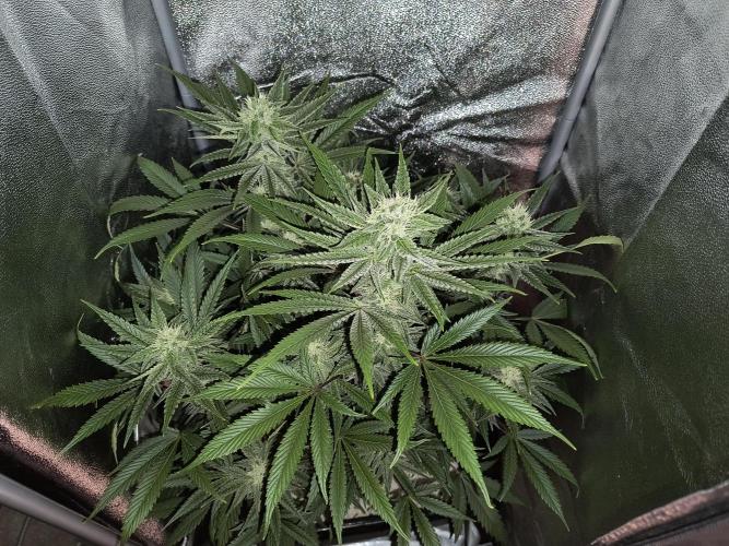 Fast Flowering Gorilla Cookies Run. Week 11
