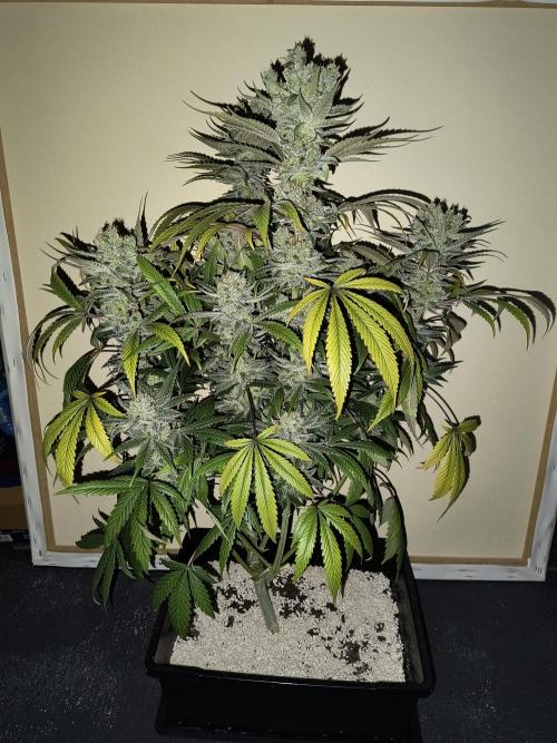 Fast Flowering Gorilla Cookies Run. Week 11