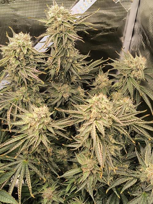 Dank'n Exotic Nugz!. Week 12