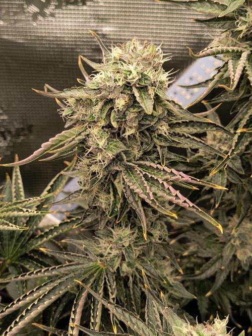 Dank'n Exotic Nugz!. Week 12