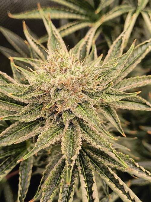 That Tangy Lemon Terpz!. Week 12