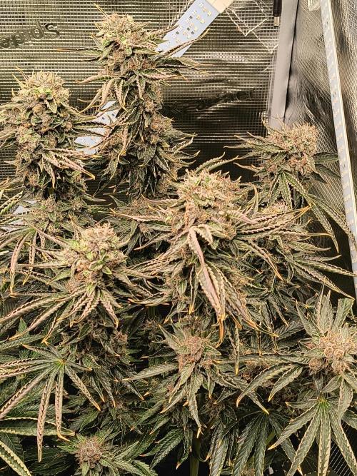 Dank'n Exotic Nugz!. Week 13