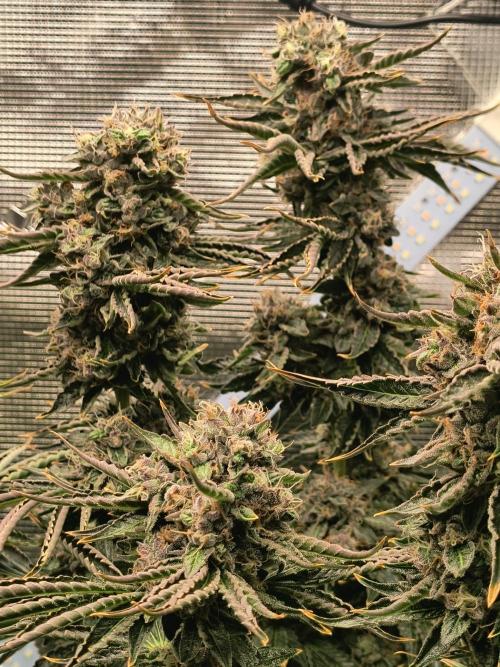 Dank'n Exotic Nugz!. Week 13