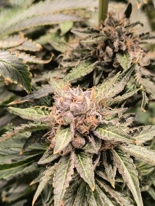 Dank'n Exotic Nugz!. Week 13