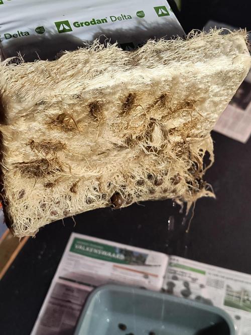 Dank'n Exotic Nugz!. Week 13