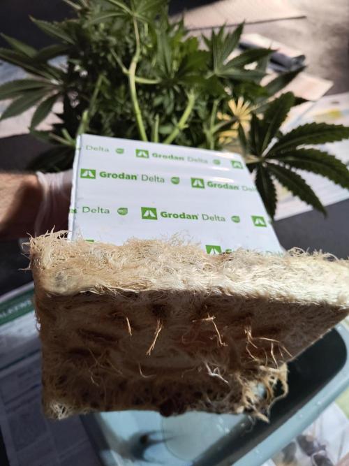 Dank'n Exotic Nugz!. Week 13