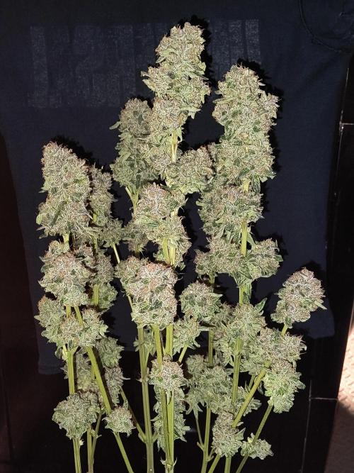 Dank'n Exotic Nugz!. Week 13