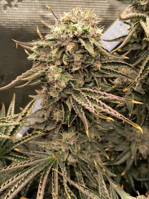 Dank'n Exotic Nugz!. Week 13