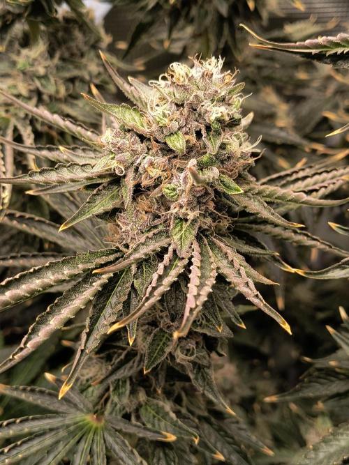 Dank'n Exotic Nugz!. Week 13