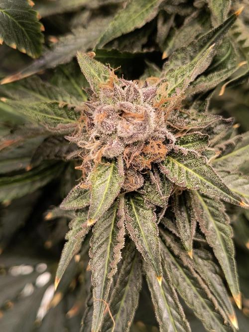 Dank'n Exotic Nugz!. Week 13