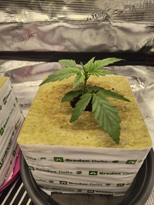 Glue Gelato Auto (Barney's Farm). Week 2