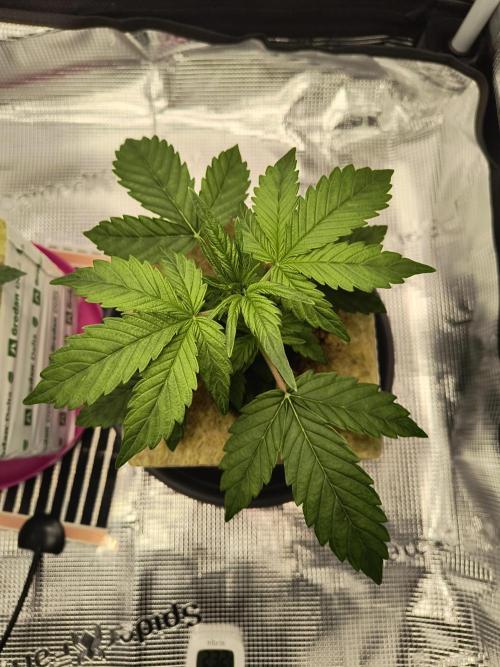 Glue Gelato Auto (Barney's Farm). Week 3