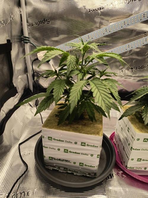 Glue Gelato Auto (Barney's Farm). Week 4