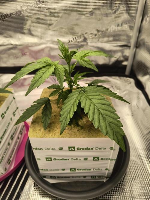 Glue Gelato Auto (Barney's Farm). Week 4