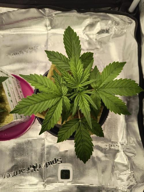 Glue Gelato Auto (Barney's Farm). Week 4