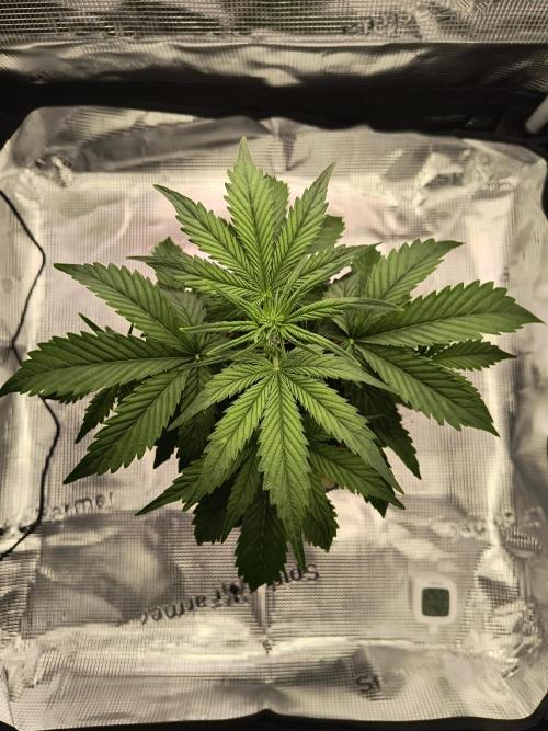 Glue Gelato Auto (Barney's Farm). Week 5