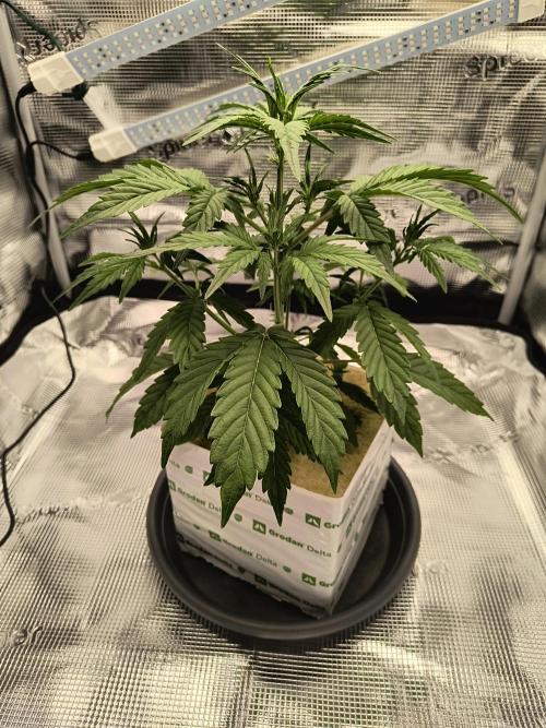 Glue Gelato Auto (Barney's Farm). Week 5