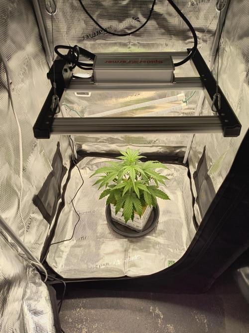 Glue Gelato Auto (Barney's Farm). Week 5