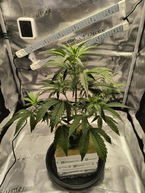 Glue Gelato Auto (Barney's Farm). Week 6