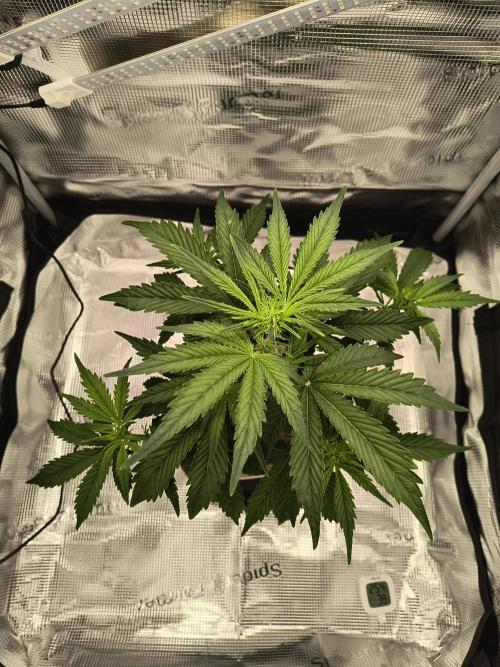 Glue Gelato Auto (Barney's Farm). Week 6