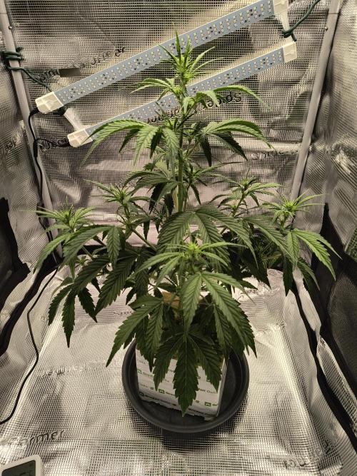 Glue Gelato Auto (Barney's Farm). Week 6